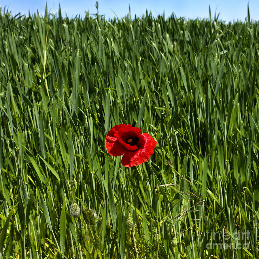 Space Photograph - Single Poppy flower  in a field of wheat #3 by Bernard Jaubert