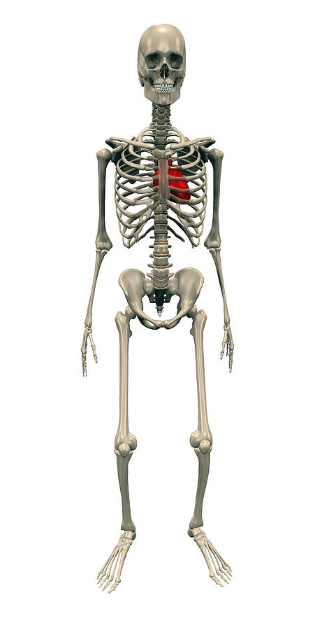 Skeleton Photograph - Skeleton #3 by Friedrich Saurer