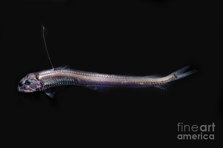 Sloanes Viperfish #3 Photograph by Dante Fenolio