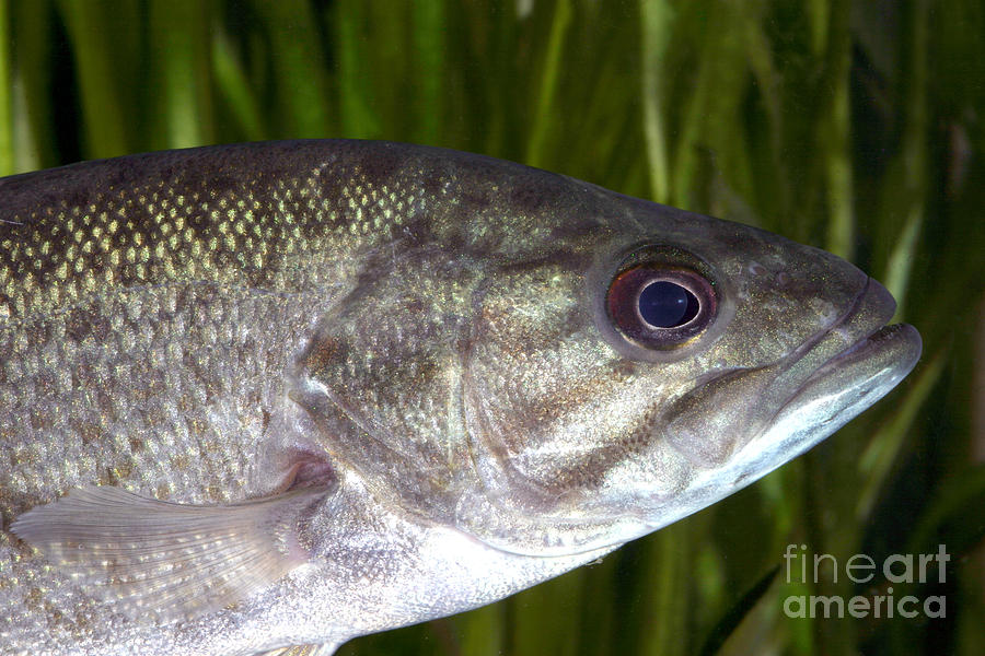 Smallmouth Bass Micropterus Dolomieu #3 Photograph by Ted Kinsman