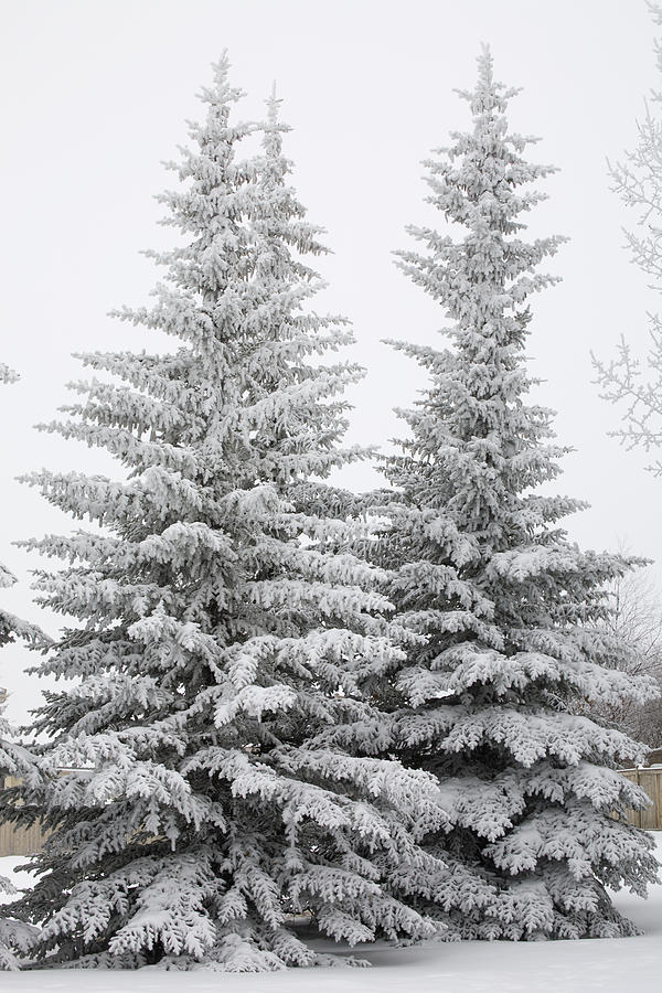 Snow covered evergreen branches, Snow on our evergreen tree…