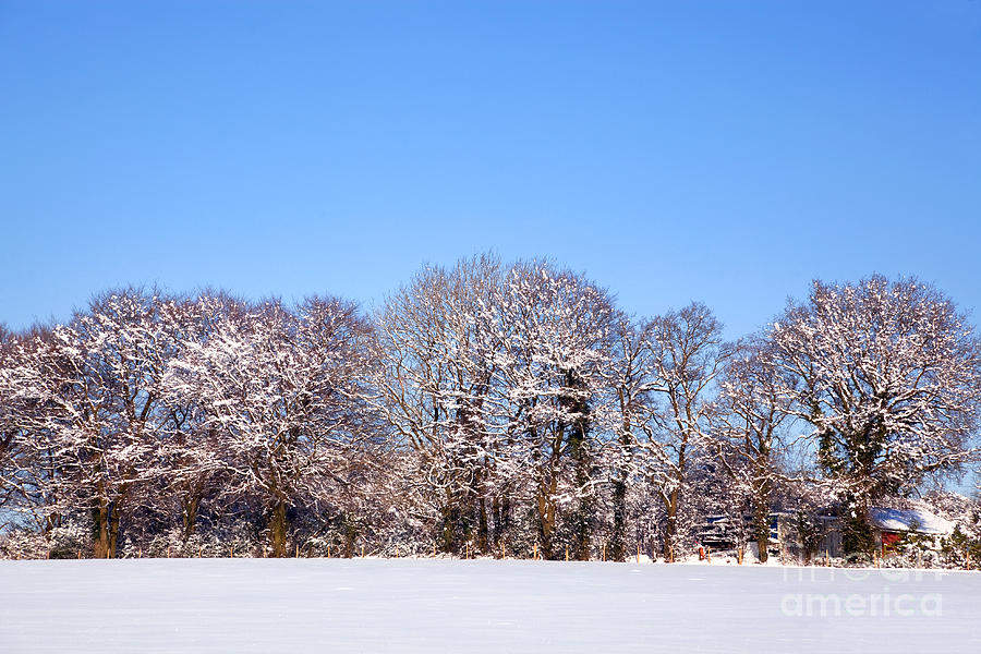 Tree Photograph - Snow landscape #3 by Richard Thomas