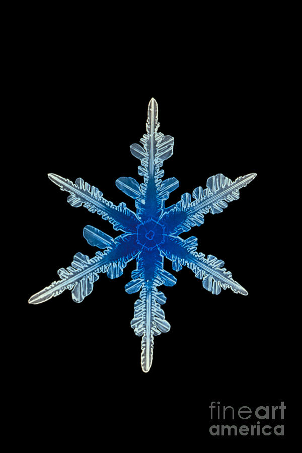 Winter Photograph - Snowflake Crystal #3 by Science Source