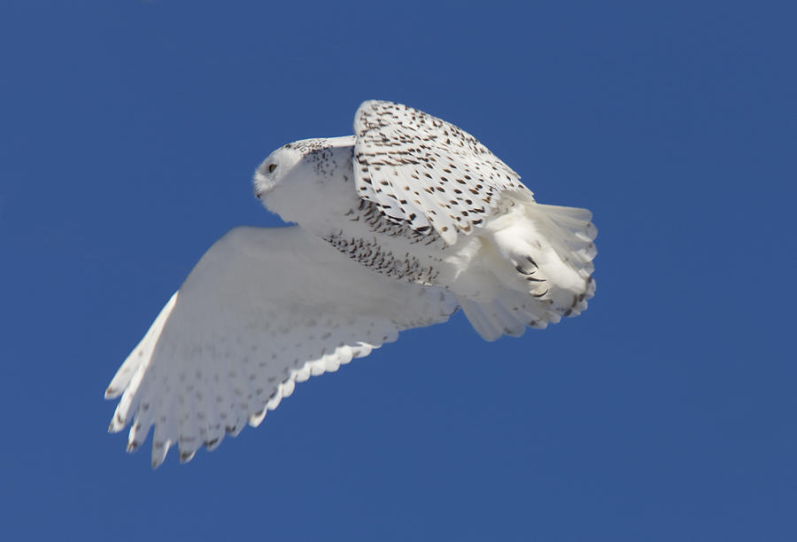 Snowy Owl in Flight Digital Art by Mark Duffy - Fine Art America