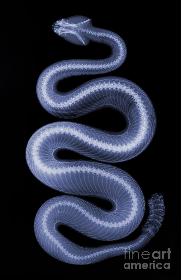 Southern Pacific Rattlesnake X-ray #6 Photograph by Ted Kinsman