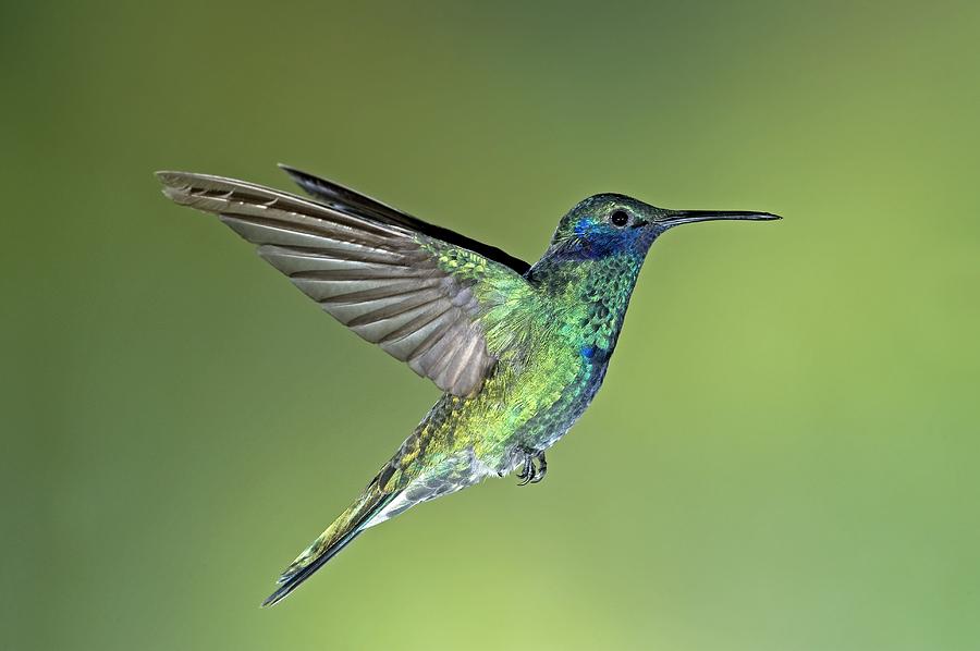 Feather Photograph - Sparkling Violetear Hummingbird #3 by Tony Camacho
