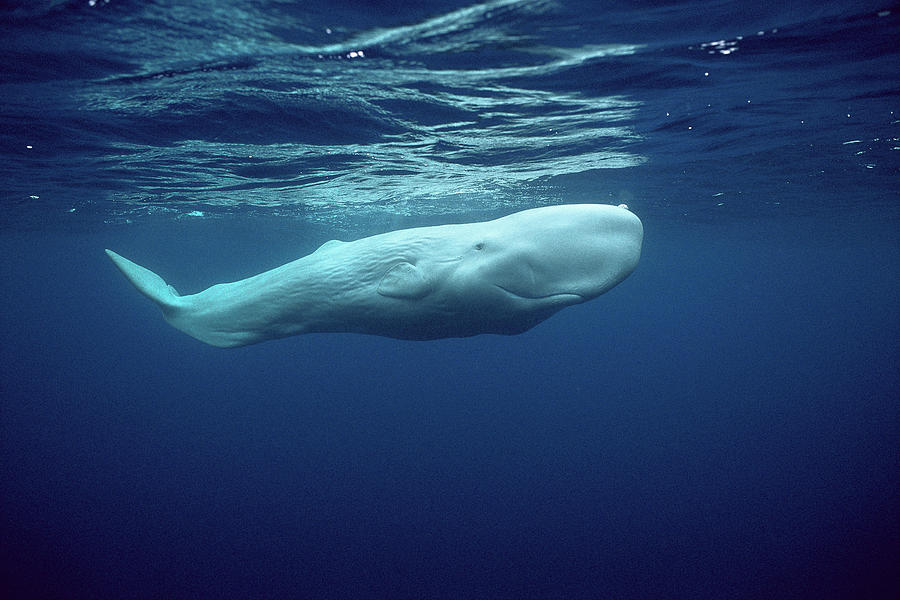 White Sperm Whale Photograph by Hiroya Minakuchi