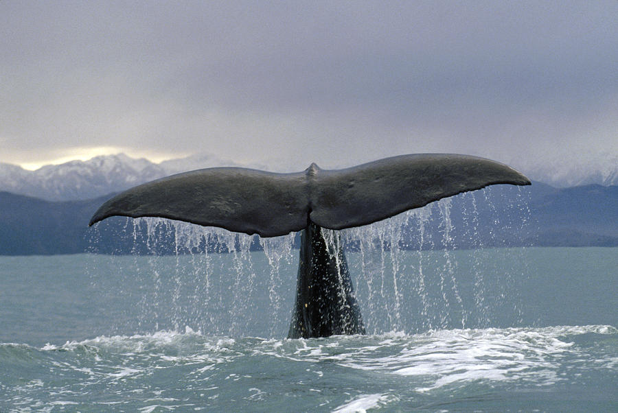 Sperm Whale Tail New Zealand #3 Photograph by Flip Nicklin