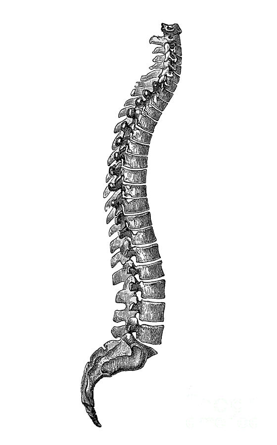 Spinal Column #4 Photograph by Science Source