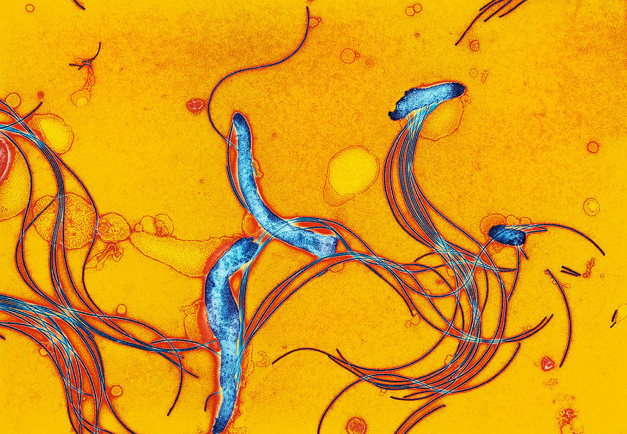 Spring Photograph - Spirochete Bacteria, Tem #3 by Hazel Appleton, Centre For Infectionshealth Protection Agency