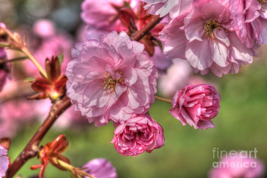 Spring Blossom #5 Photograph by David Birchall
