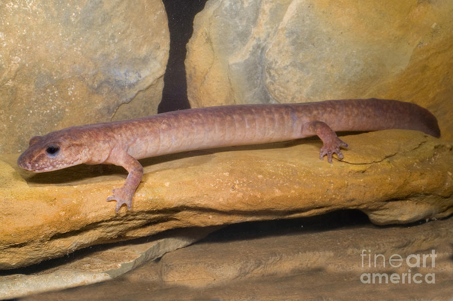 Wildlife Photograph - Spring Salamander #3 by Dante Fenolio