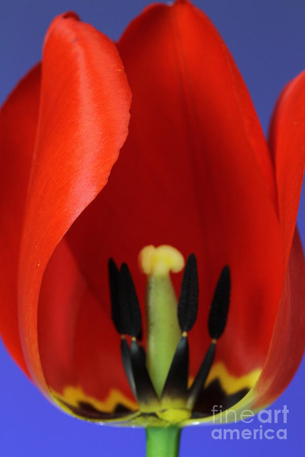 Stamen Of Tulip #3 Photograph by Photo Researchers, Inc.