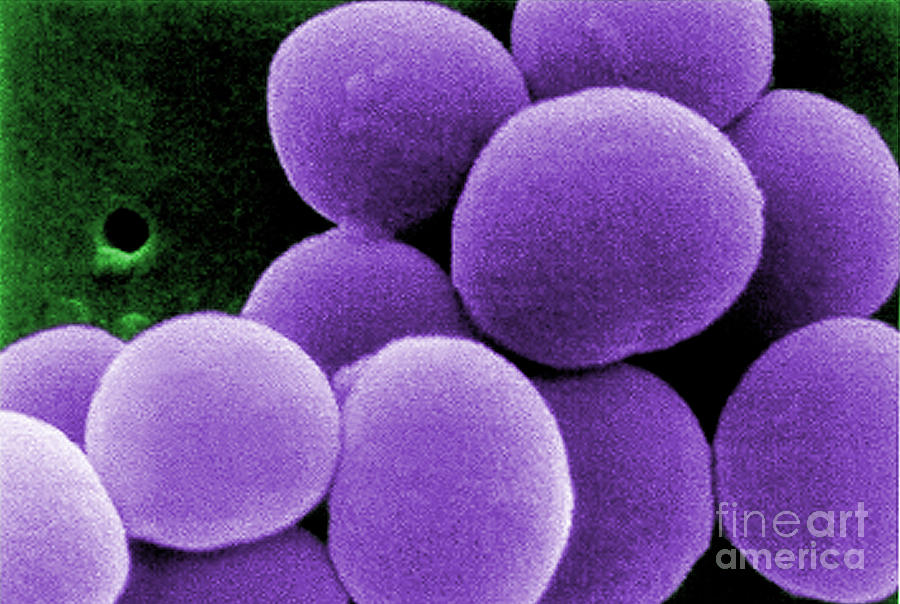 Staphylococcus Aureus Photograph - Staphylococcus Aureus #3 by Science Source