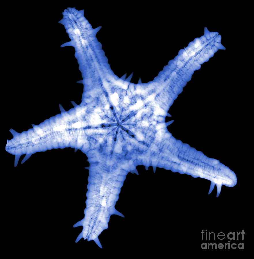 Animal Photograph - Starfish #3 by Ted Kinsman