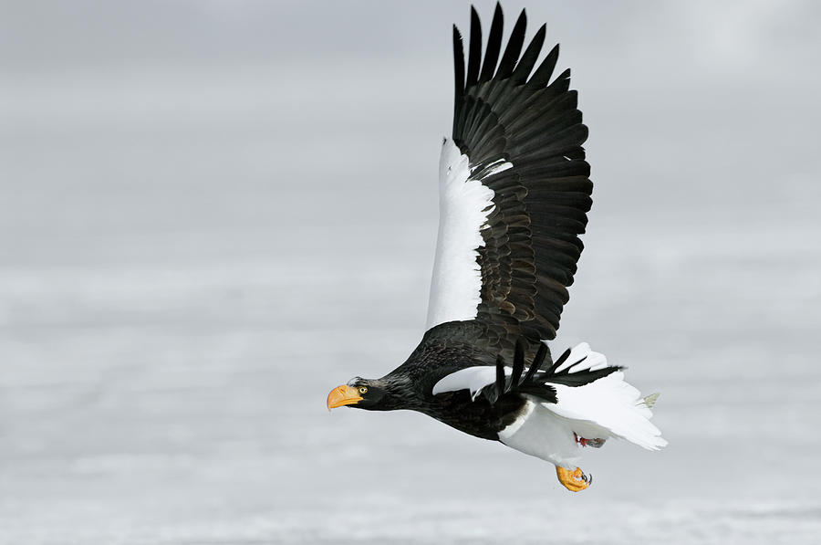 Stellers Sea Eagle Haliaeetus Pelagicus #3 Photograph by Sergey Gorshkov