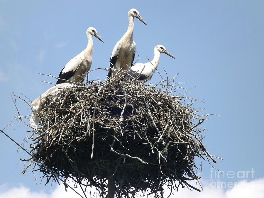 Stork Photograph - 3 Storks In The Nest. Lithuania by Ausra Huntington nee Paulauskaite