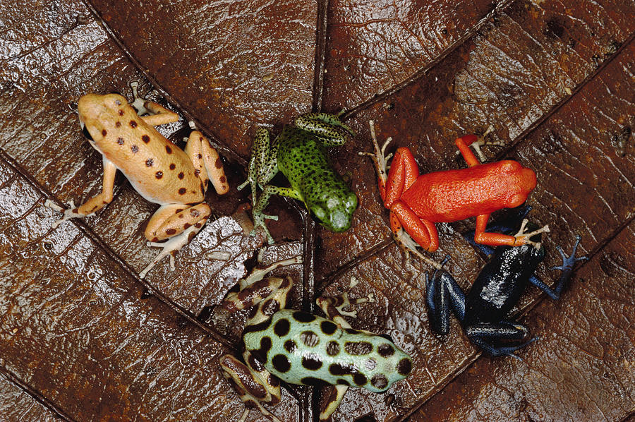 Strawberry Poison Dart Frog Dendrobates Photograph by Mark Moffett