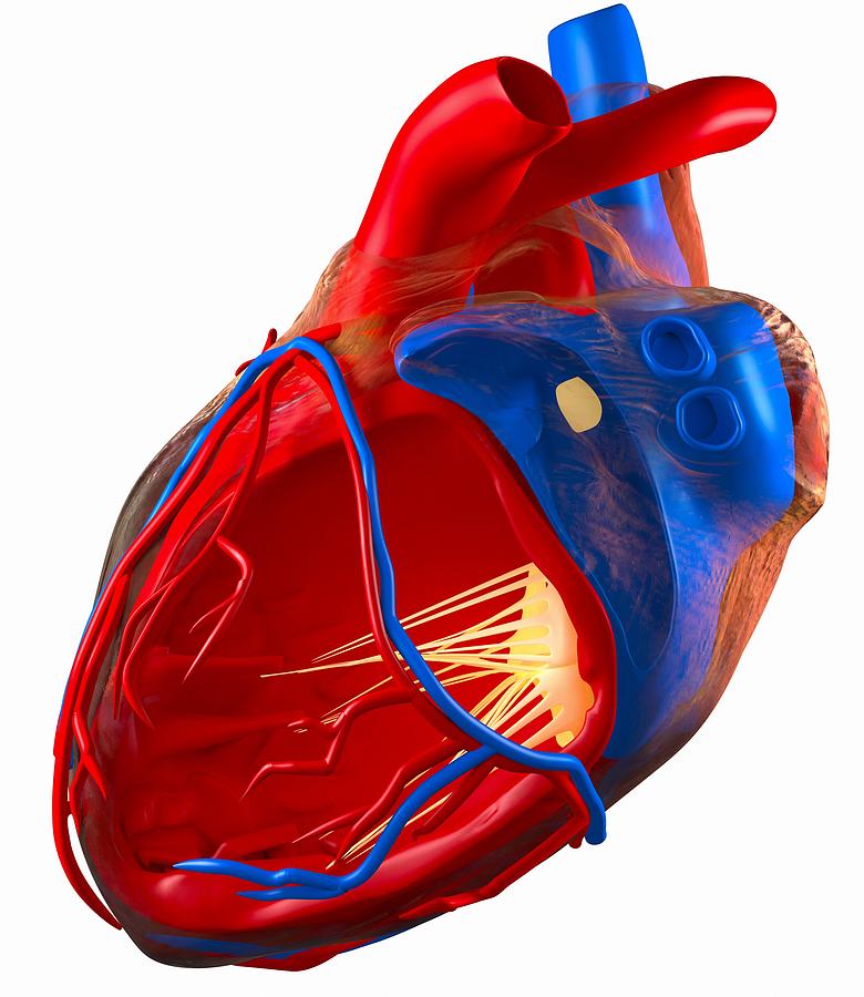 Structure Of A Human Heart, Artwork Photograph by Roger Harris - Fine ...