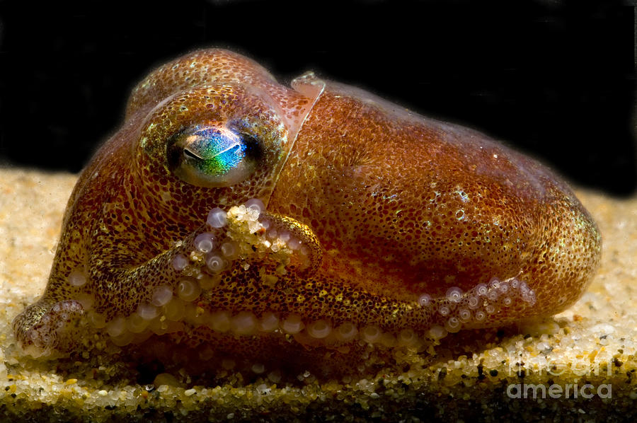 Fish Photograph - Stubby Squid #3 by Dante Fenolio