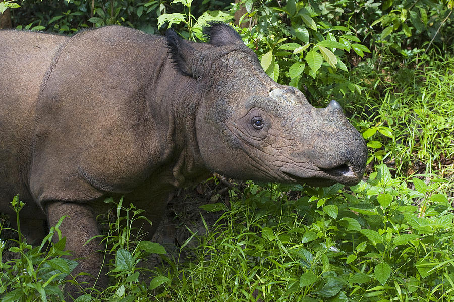 Sumatran Rhinoceros Sumatran Rhino #3 Photograph by Suzi Eszterhas