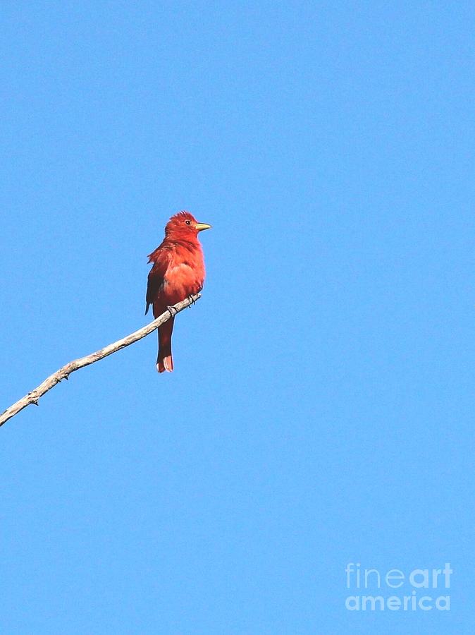 Summer Tanager #3 Photograph by Jack R Brock