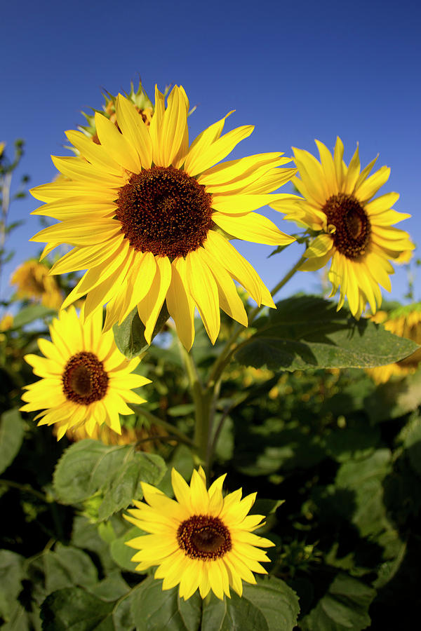 Sunflower Fields In Tuscany,italy. Photograph by Chris Cole