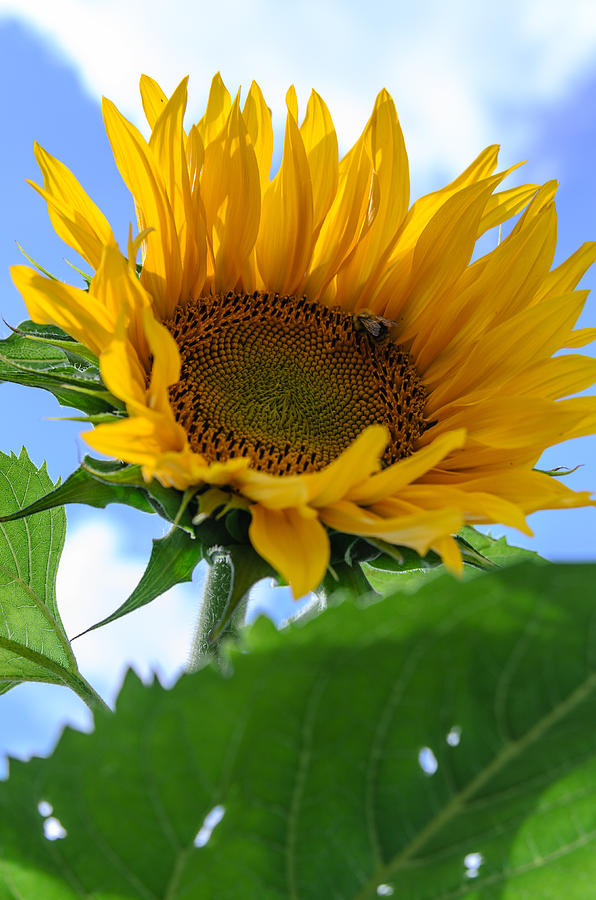 Sunflower #3 Photograph by Michael Goyberg