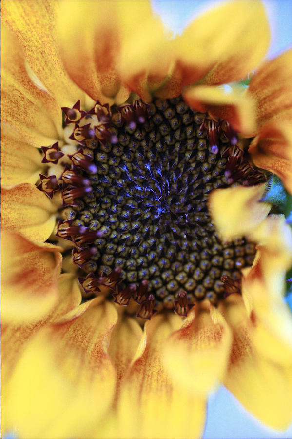 Sunflower #3 Photograph by Rick Rauzi