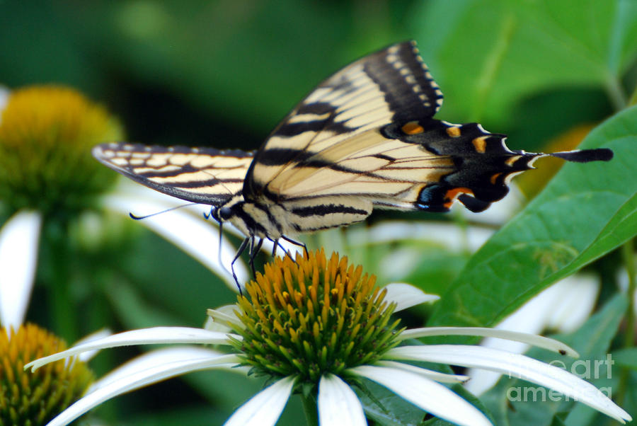 Swallowtail Butterfly  #3 Photograph by Lila Fisher-Wenzel