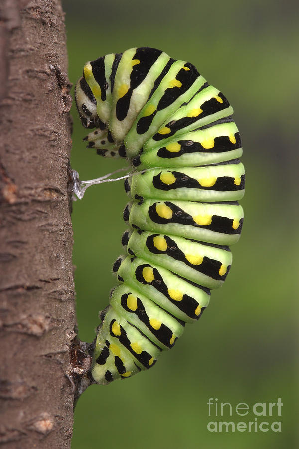 Swallowtail Caterpillar #3 Photograph by Ted Kinsman