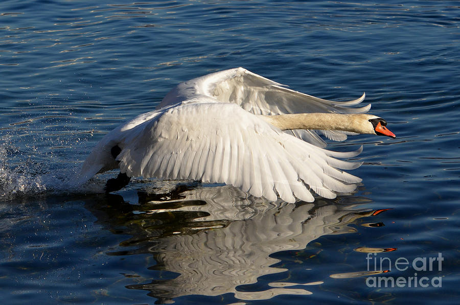 Swan #3 Photograph by Mats Silvan