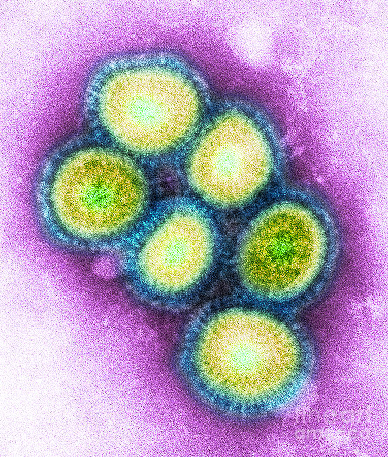 Swine Flu Virus Tem #4 Photograph by Science Source