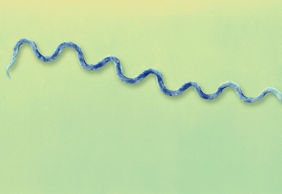 Syphilis Photograph - Syphilis Bacterium, Tem #3 by Ami Images