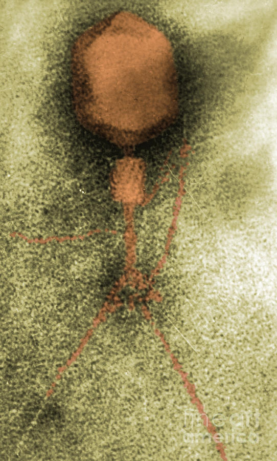 Bacteriophage Photograph - T4 Bacteriophage #3 by Omikron