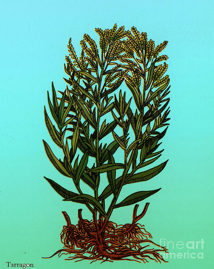 Tarragon, Perennial Herb #3 Photograph by Science Source