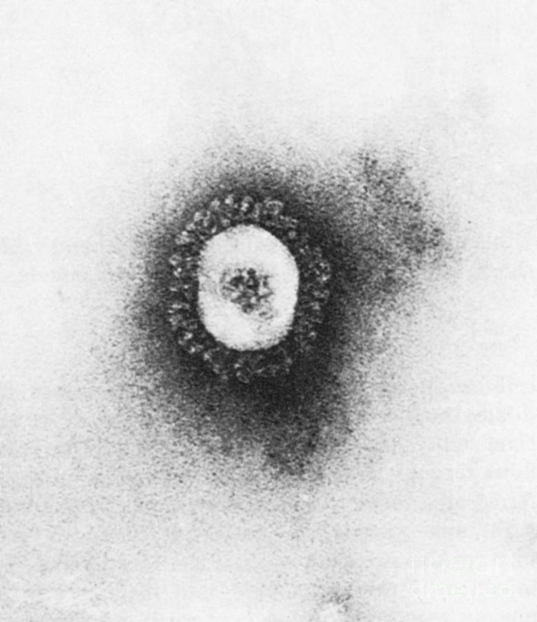 Tem Of Coronavirus #3 Photograph by Science Source