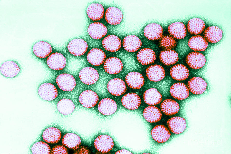 Tem Of Rotavirus #3 Photograph by Science Source