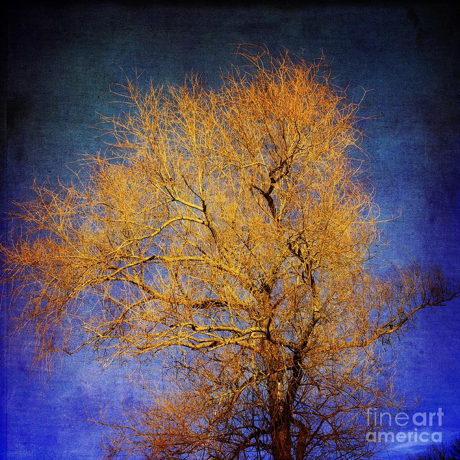Nature Photograph - Textured tree #3 by Bernard Jaubert