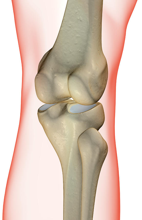The Bones Of The Knee #3 Digital Art by MedicalRF.com