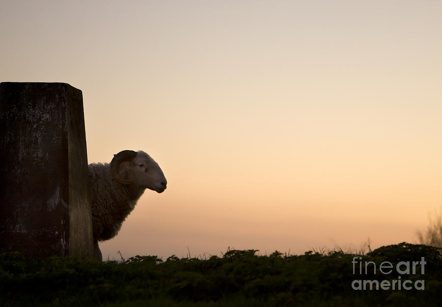 The Lamb Photograph