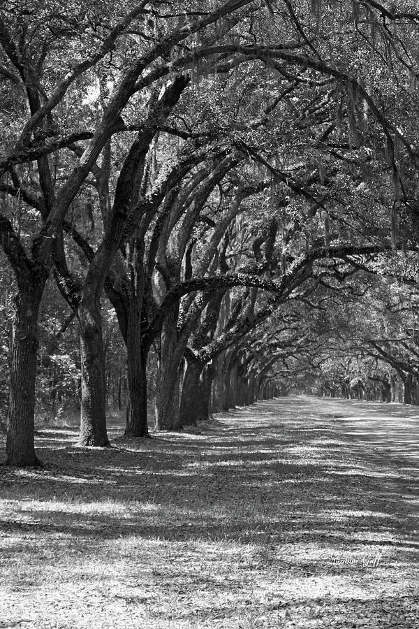 Black And White Photograph - The Old South Series V by Suzanne Gaff