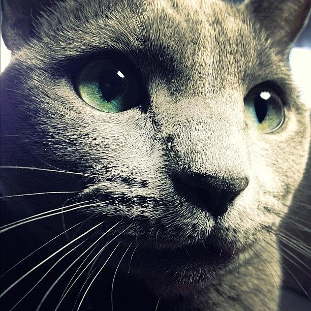 New York City Photograph - The Russian Blue #3 by Natasha Marco