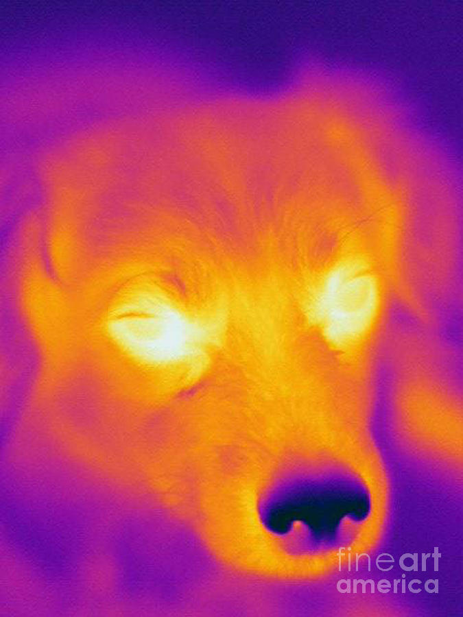 Thermogram Of A Dog #3 Photograph by Ted Kinsman