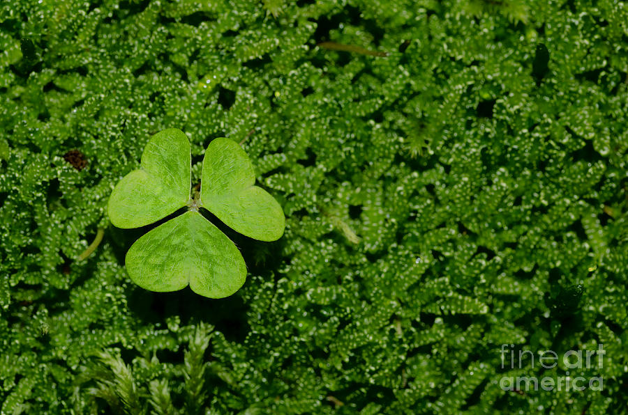Three leaf clover #3 Photograph by Mats Silvan