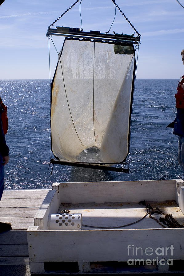 Trawling For Marine Life #3 Photograph by Dante Fenolio