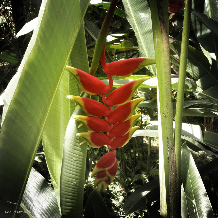 Tropical Flowers  #3 Photograph by Gina De Gorna