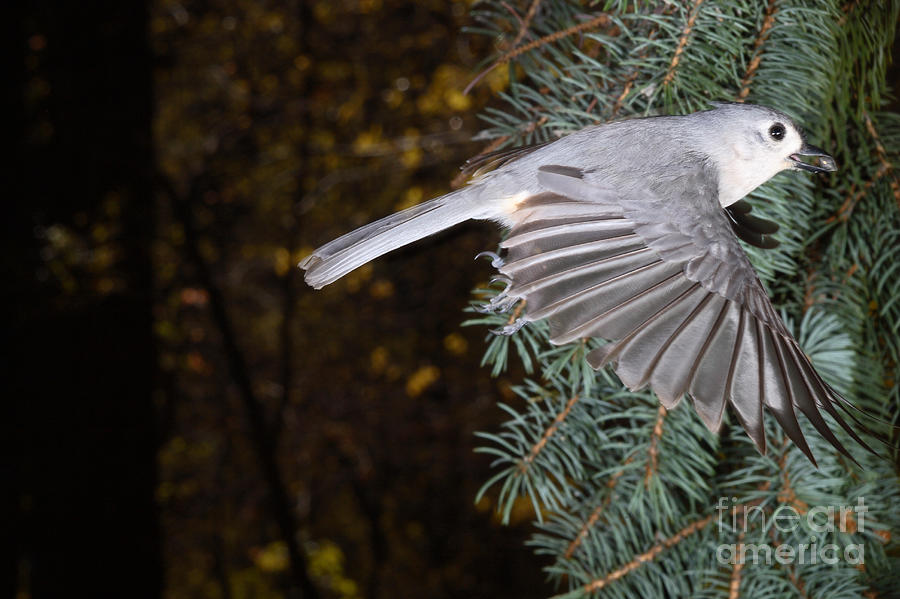 Titmouse Photograph - Tufted Titmouse In Flight #3 by Ted Kinsman