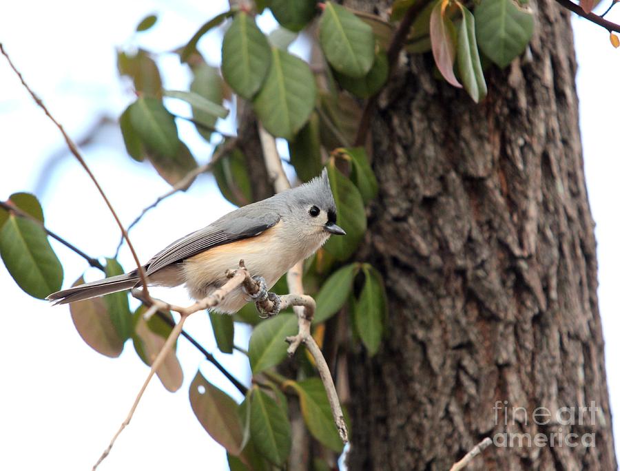 Tufted Titmouse #3 Photograph by Jack R Brock