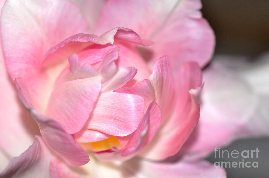 Tulipe #1 Photograph by Sylvie Leandre